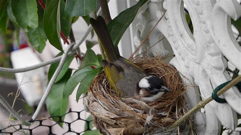 鳥在家裡築巢
